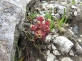 Sedum atratum. Цветущее растение. Болгария, гора Рила, по туристической тропе между хижиной Рибни езера и вершиной Мермера, на мраморизованном известняке. 30 июля 2024 г.