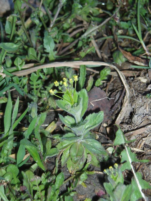 Image of Draba nemorosa specimen.