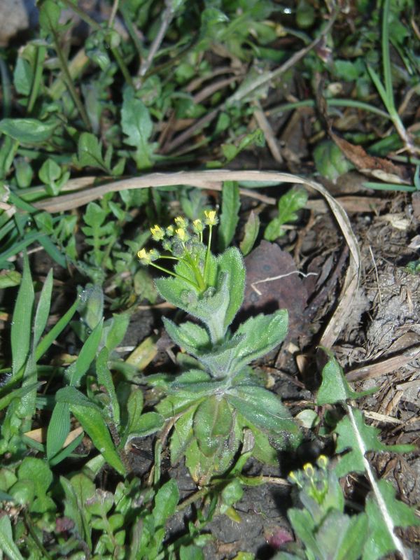 Изображение особи Draba nemorosa.