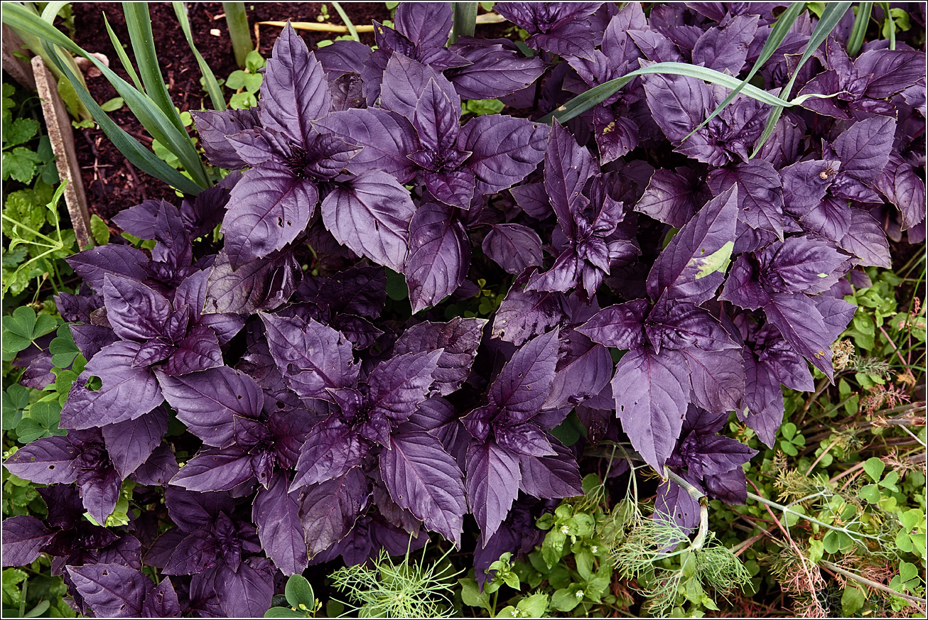 Image of Ocimum basilicum specimen.