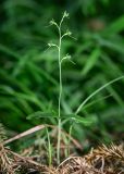 Listera pinetorum. Цветущее растение. Хабаровский край, р-н имени Лазо, верховье р. Ко, выс. ≈ 700 м н.у.м., долинный хвойный лес. 01.08.2026.