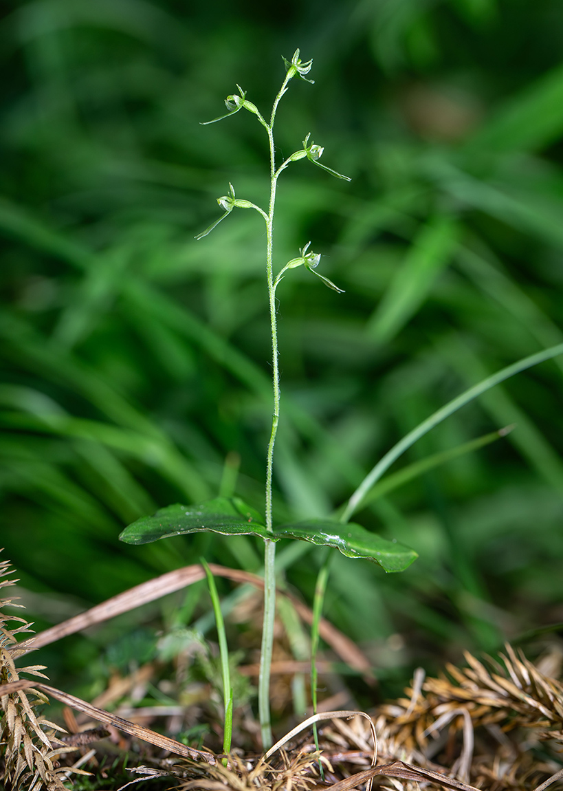 Image of Listera pinetorum specimen.