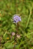 Succisa pratensis