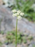 familia Apiaceae. Верхушка генеративного побега с соцветием. Таджикистан, Горно-Бадахшанская автономная обл., Рушанский р-н, хр. Музкол, окр. Сарезского оз., Усойский завал, каменистый склон. 26 июня 2026 г.