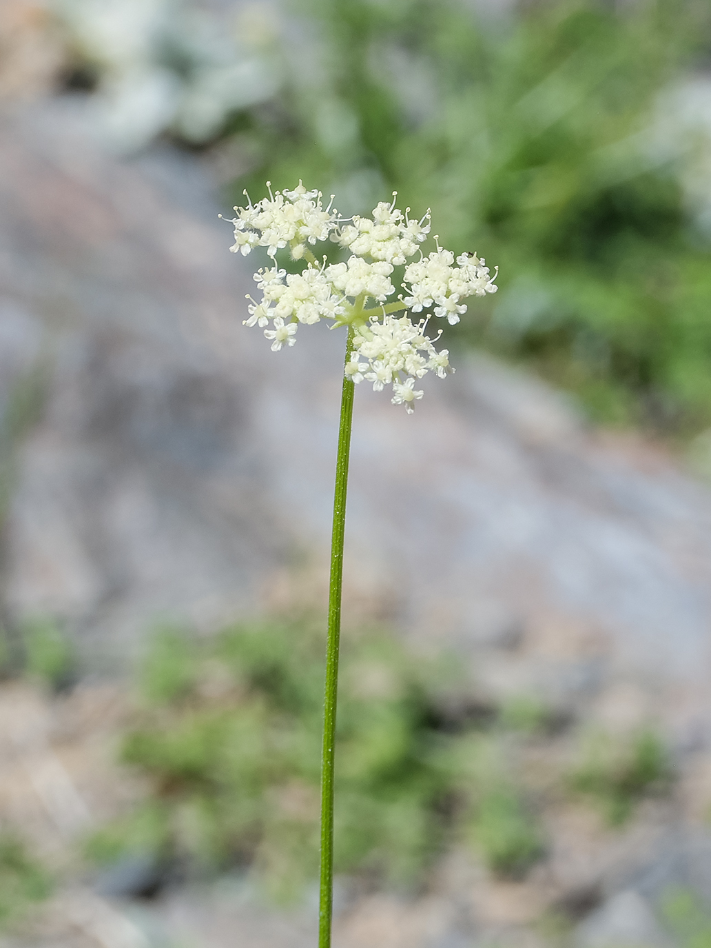 Image of familia Apiaceae specimen.