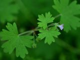 genus Geranium