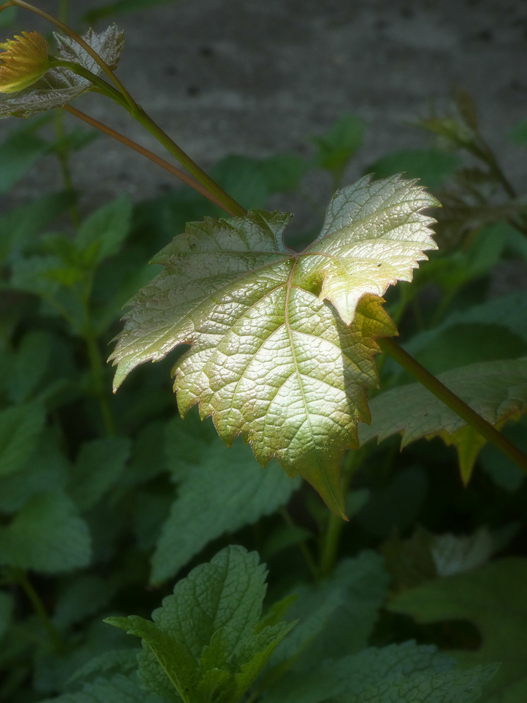 Image of Vitis × bacoi specimen.
