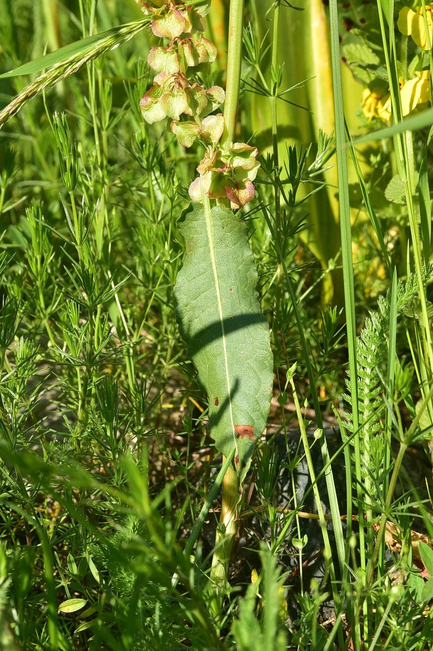 Image of genus Rumex specimen.