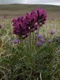 Oxytropis macrosema