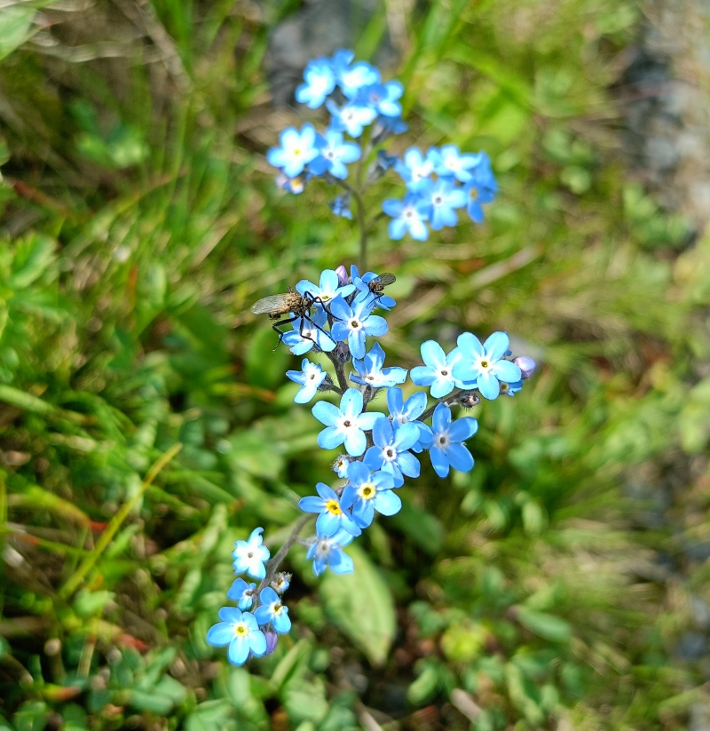 Изображение особи Myosotis alpestris.