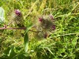 Arctium nemorosum