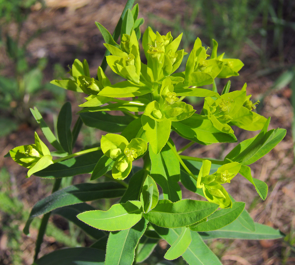 Изображение особи Euphorbia semivillosa.