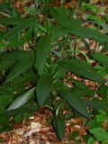 Senecio ovatus