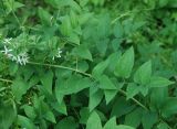 Clematis recta. Средняя часть побега. Воронежская обл., Лискинский р-н, музей-заповедник \"Дивногорье\". 11.06.2011.