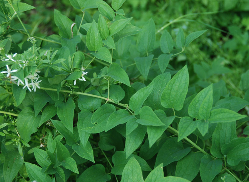 Изображение особи Clematis recta.