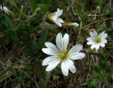 Cerastium alpinum