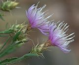 Centaurea diffusa. Соцветия (розовая форма). Южный берег Крыма, лес возле Понизовки. 3 июля 2011 г.