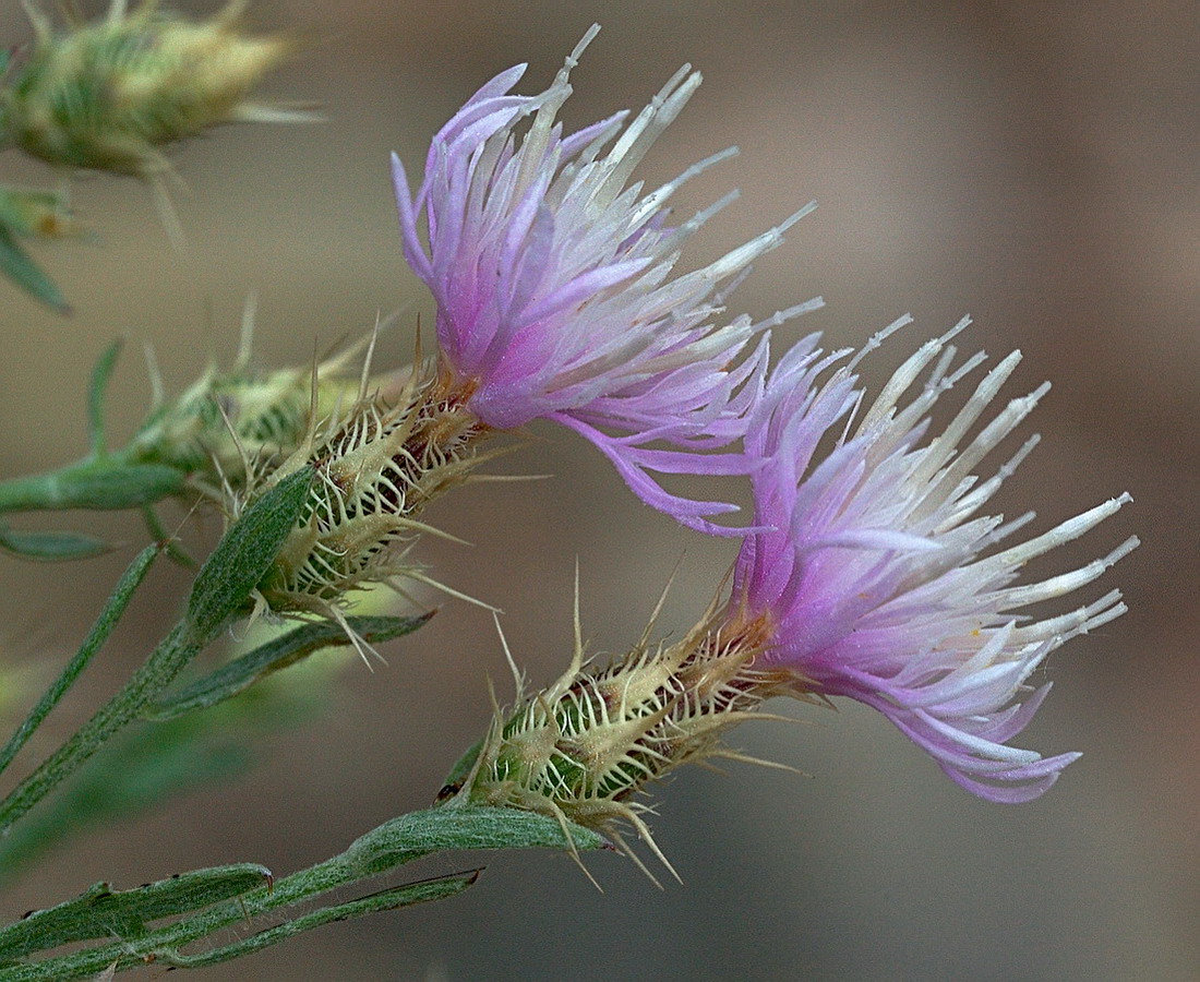 Image of Centaurea diffusa specimen.