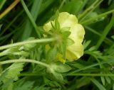 Potentilla reptans. Верхушка побега с видом нижней стороны аномального (шестилепескового) цветка. Ростовская обл., дельта Дона, Подазовье, окр. хутора Узяк. 12 июня 2011 г.