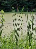 Typha &times; glauca