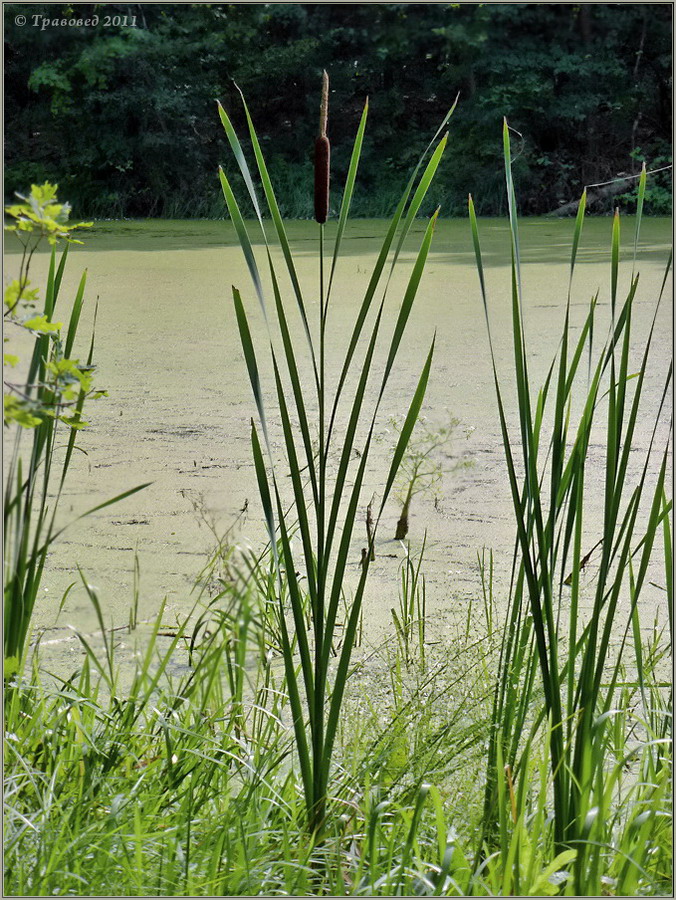 Изображение особи Typha &times; glauca.