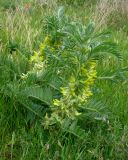 Astragalus sieversianus. Цветущее растение. Казахстан, хр. Каратау. 29.04.2006.
