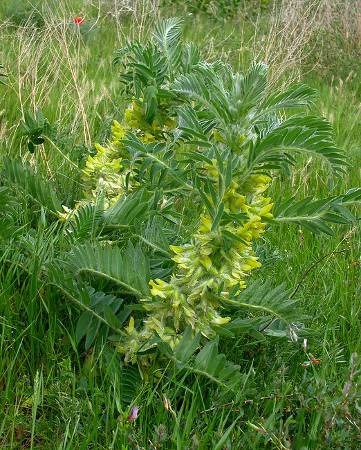 Изображение особи Astragalus sieversianus.