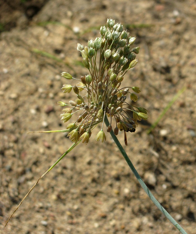 Image of Allium lenkoranicum specimen.