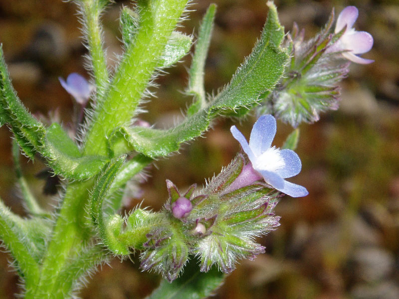 Image of Anchusa azurea specimen.