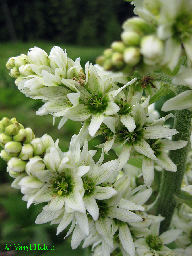 Image of Veratrum album specimen.