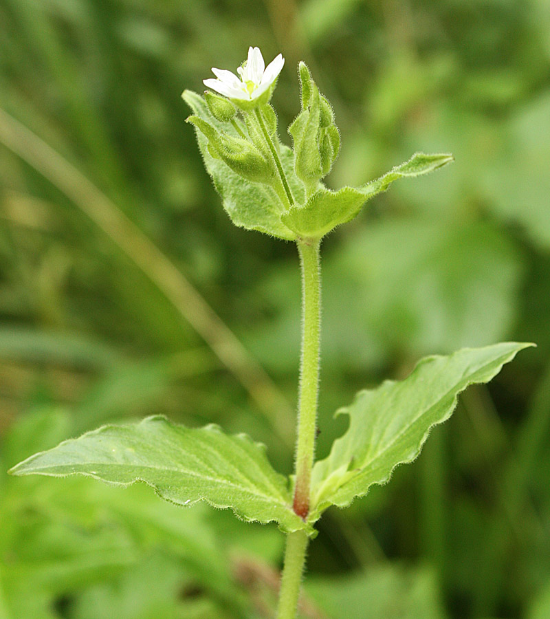 Image of Myosoton aquaticum specimen.