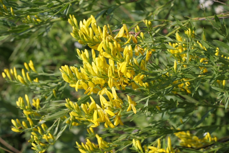 Image of Genista patula specimen.