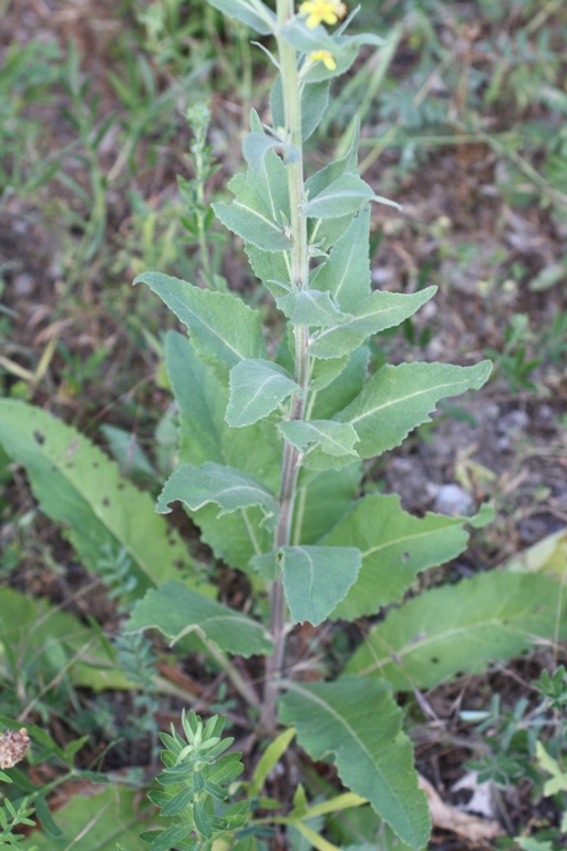 Изображение особи Verbascum lychnitis.