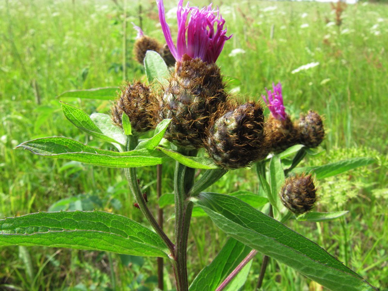 Изображение особи Centaurea phrygia.