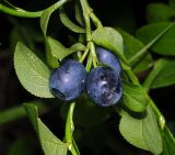 Vaccinium myrtillus