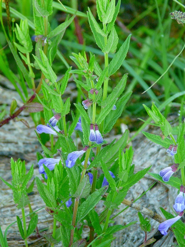 Изображение особи Scutellaria galericulata.