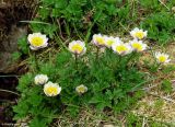 Trollius komarovii