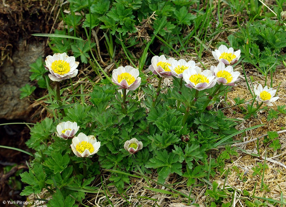 Image of Trollius komarovii specimen.