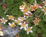 Saxifraga adenophora