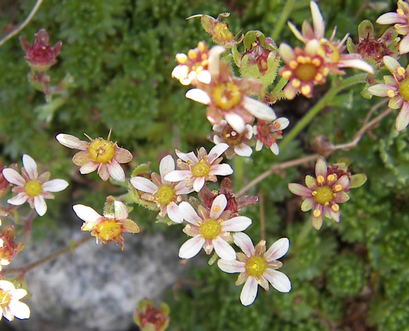 Image of Saxifraga adenophora specimen.