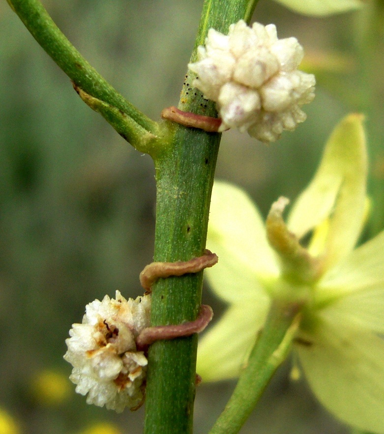 Image of Cuscuta planiflora specimen.