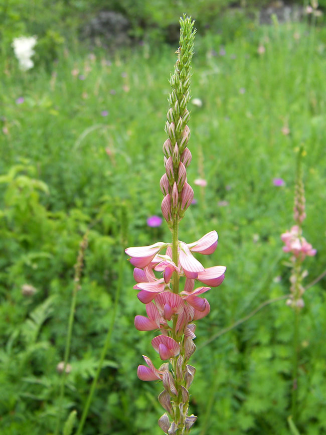 Изображение особи Onobrychis inermis.