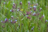 Anchusa thessala