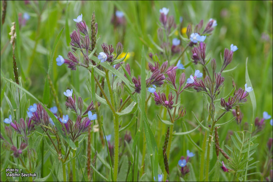 Image of Anchusa thessala specimen.