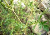 Erodium ciconium