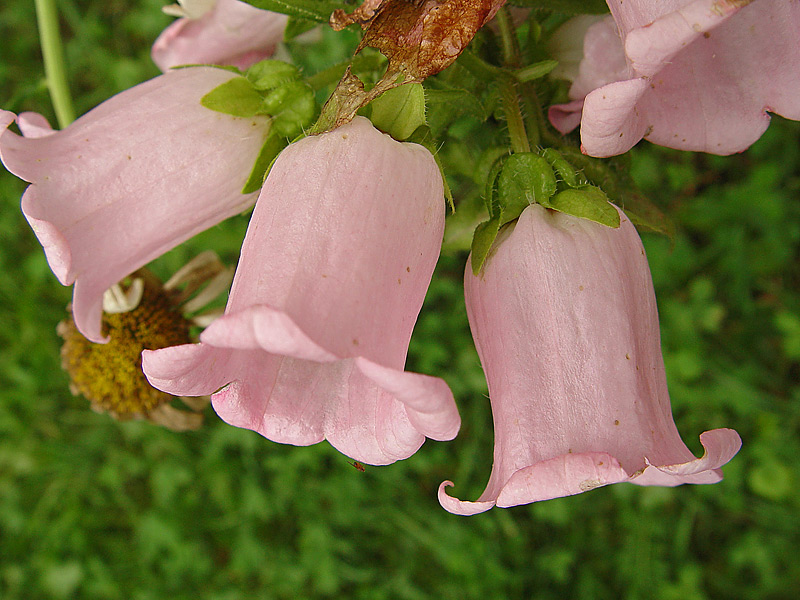 Изображение особи Campanula medium.