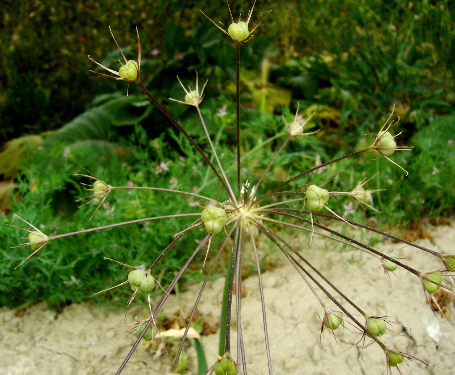 Image of Allium cristophii specimen.