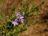 Thymbra capitata