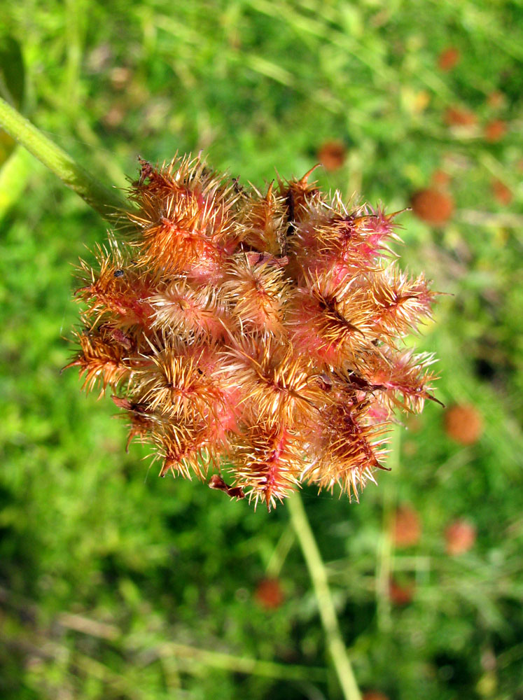 Изображение особи Glycyrrhiza echinata.