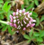 Trifolium fragiferum. Соцветие. Астраханская обл., Камызякский р-н, берег р. Гандурино у переправы возле с. Образцово-Травино. 17.08.2011.